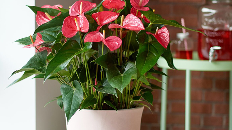 Комнатный цветок Антуриум