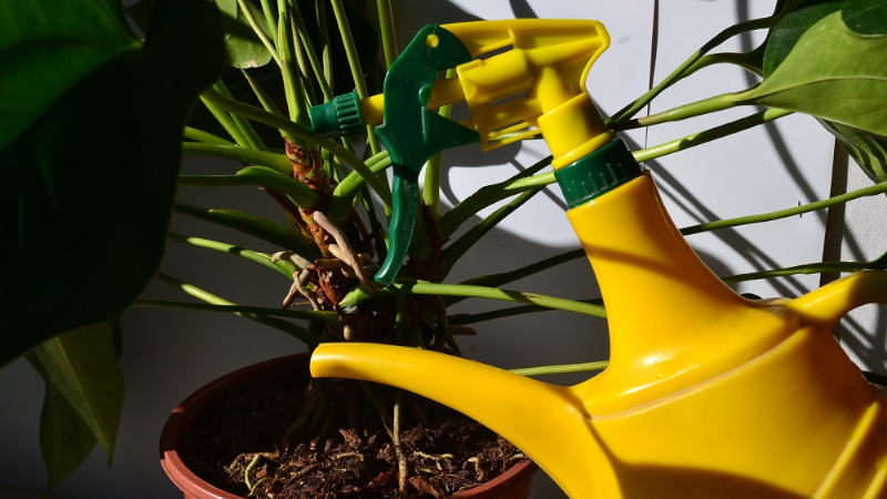 Комнатное растение