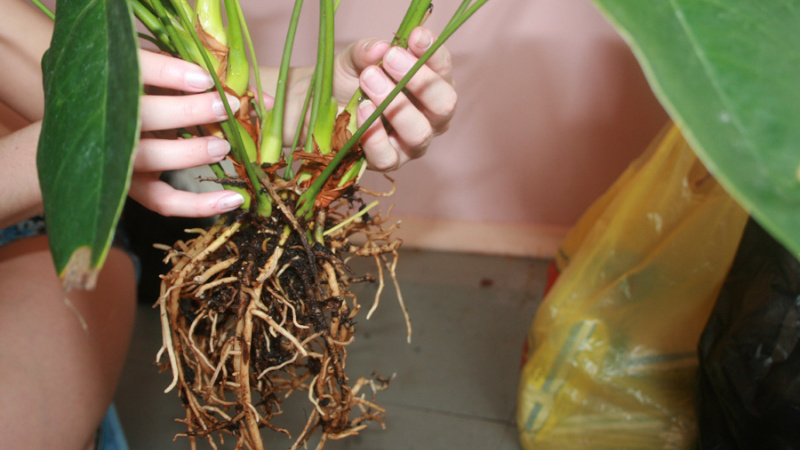 Корни антуриума