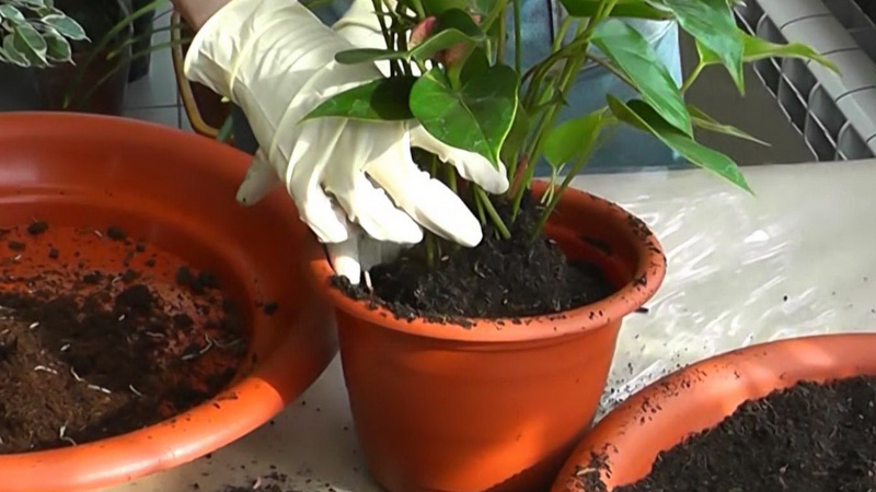 Пересадка цветов