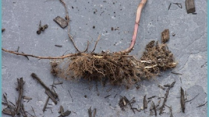 Размножение монарды