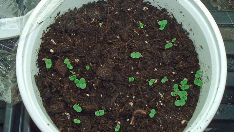 Ростки монарды