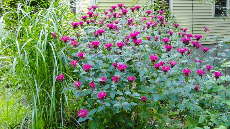 Цветы в саду