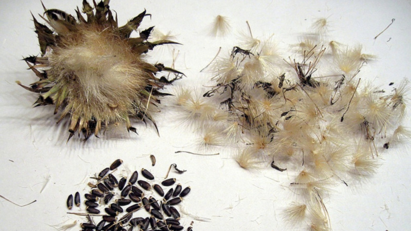 Семена монарды