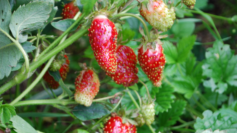 Ягоды земляники