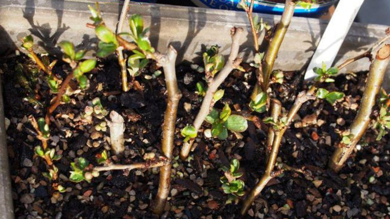 Черенки айвы