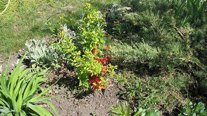 Саженец айвы