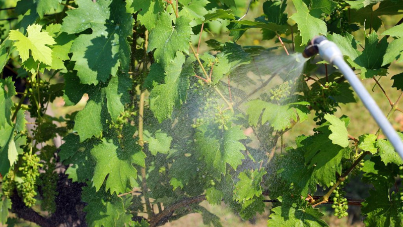 Антракноз винограда: опасность и способы лечения