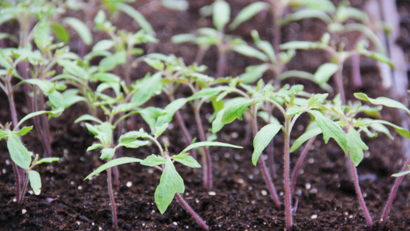 Рассада томатов до пикировки