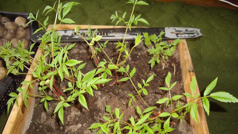 Рассада астильбы