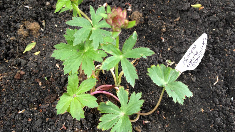 Посадка астранции