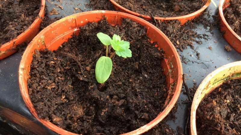 Рассада астранции