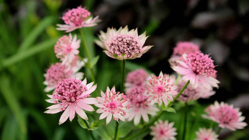 Маленький розовый цветок