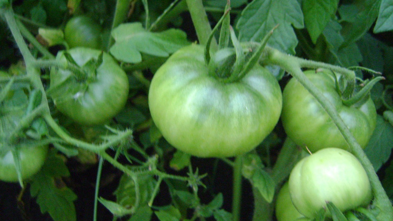 Зеленый томат Атаман
