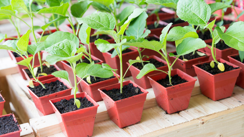 Рассада баклажанов