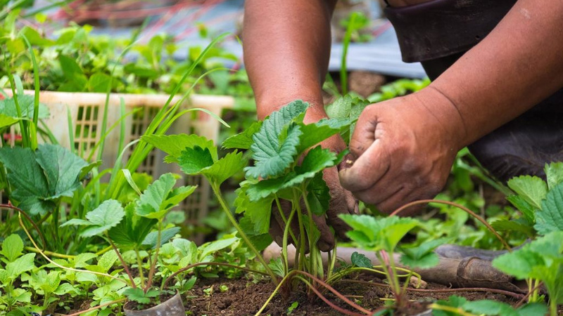 Уборка на грядке клубники