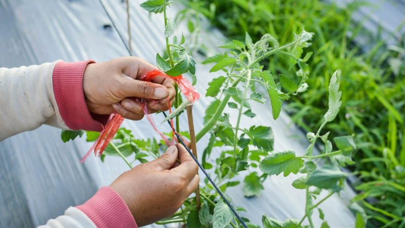 Подвязка томатов к шпалере