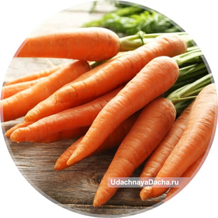 Спелая морковь