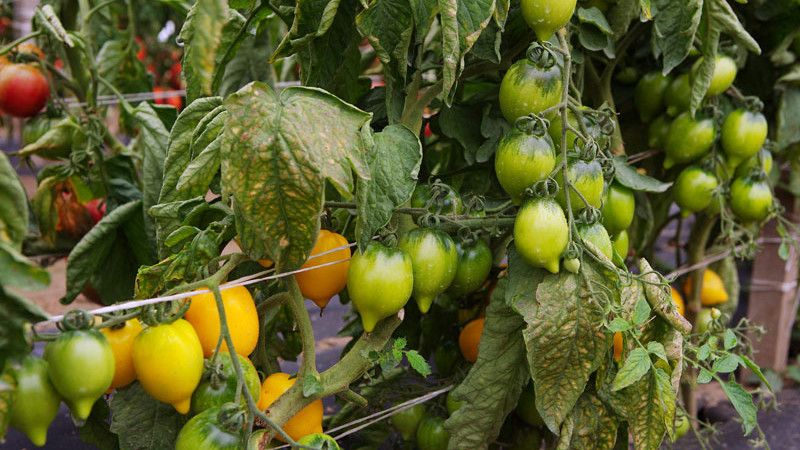 Куст желтых томатов