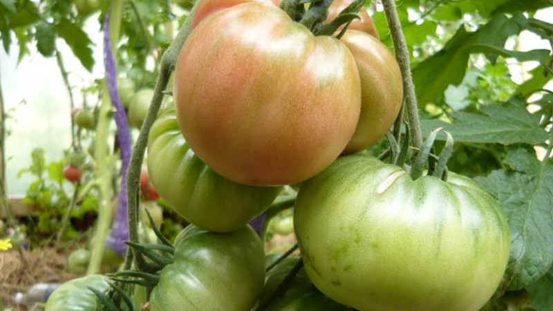 Помидоры Чудо земли