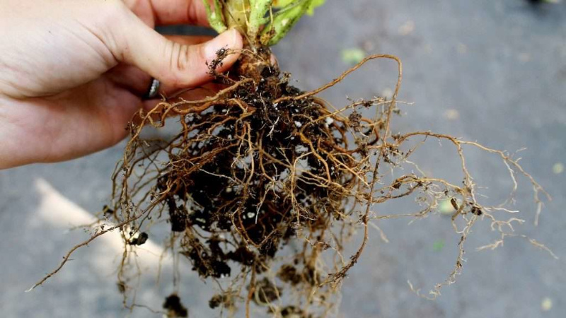 Корень дармеры щитовидной