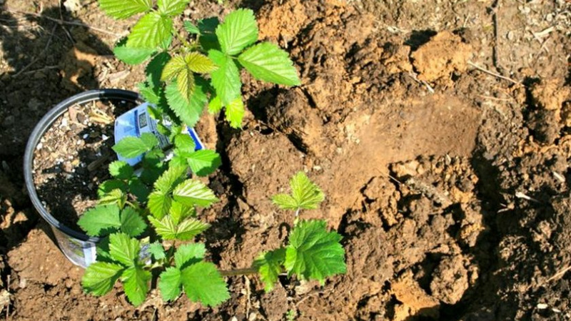 Саженец ежевики