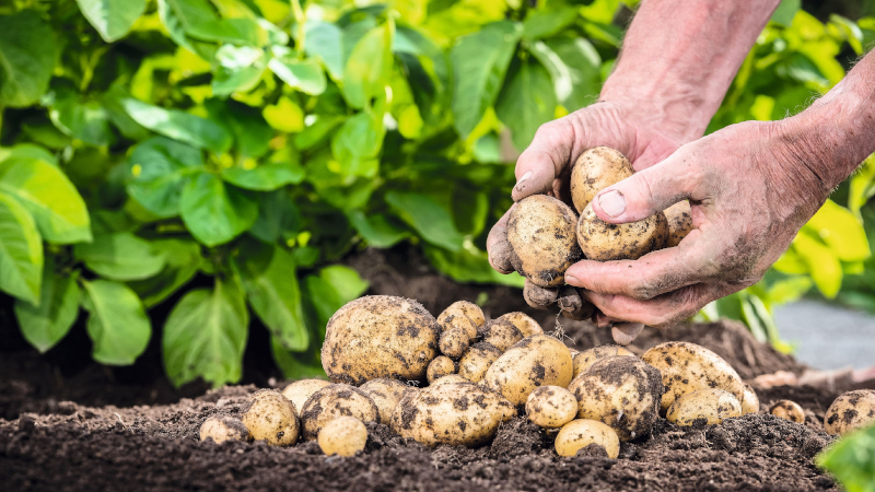 Урожай картофеля