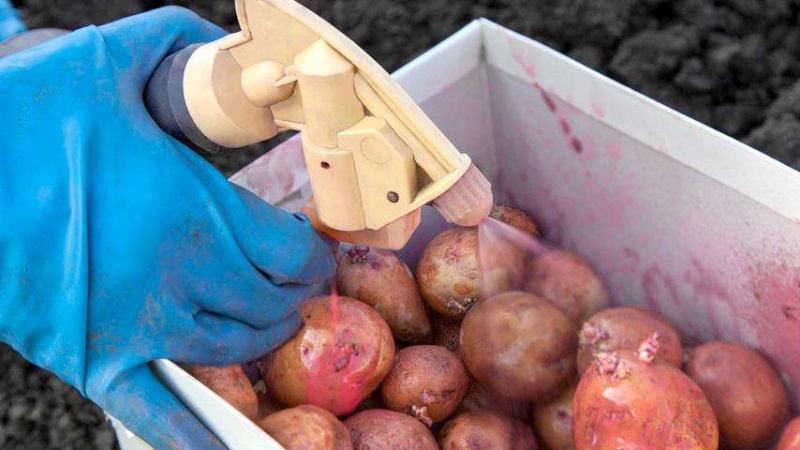 Опрыскивание клубней картофеля