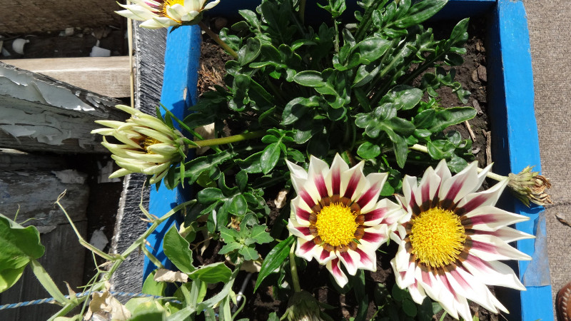 Гацания в горшке