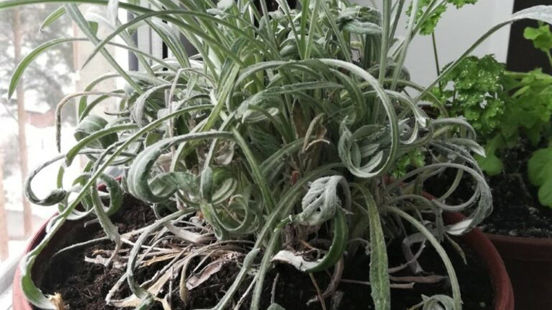 Паутинный клещ на гацании