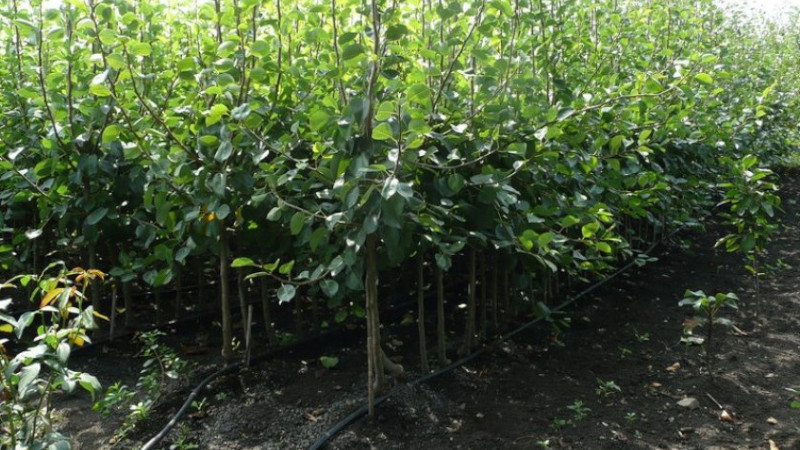 Саженцы деревьев