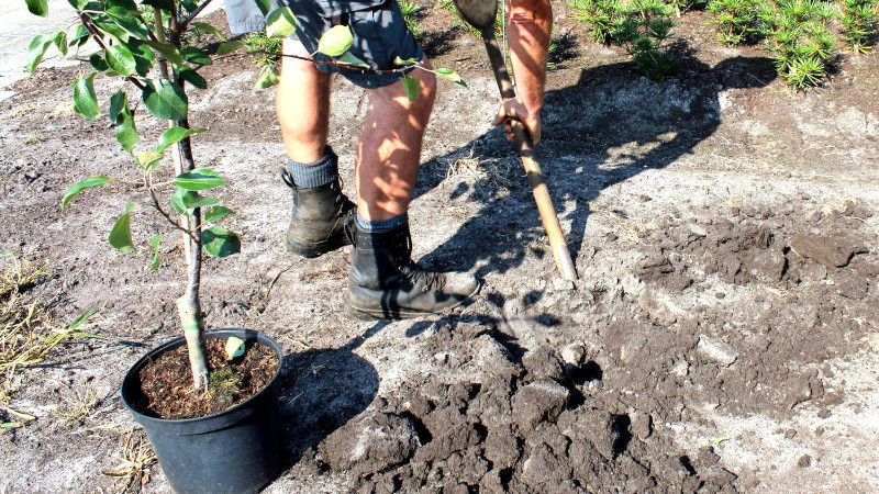 Посадка груши