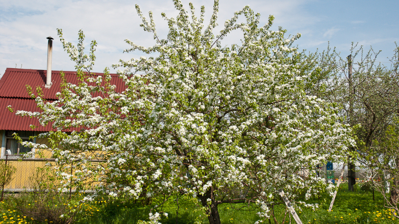 Цветущая груша