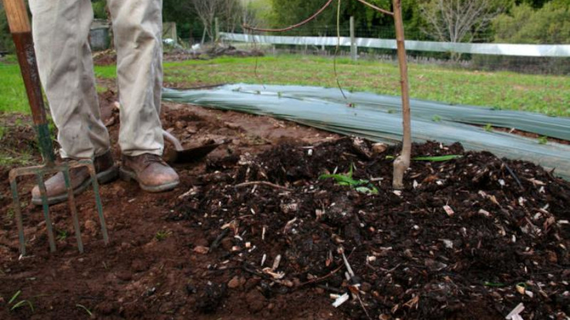 Подкормка деревьев