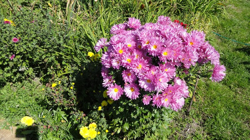 Розовые хризантемы