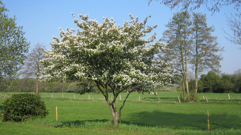 Ирга Канадская