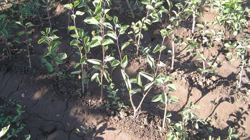 Саженцы ирги