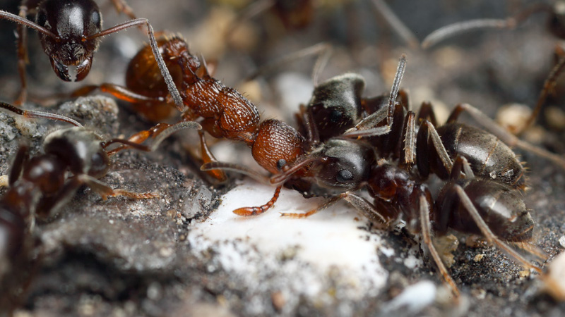 Отрава для муравьев