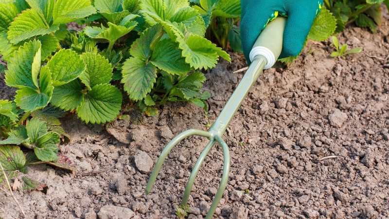 Сухая грядка клубники