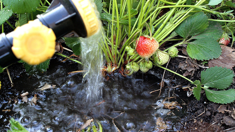 Полив клубники