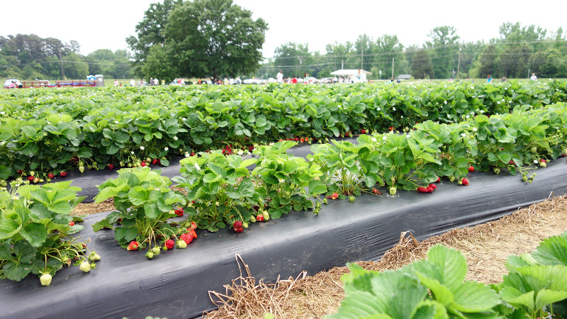 Грядка клубники