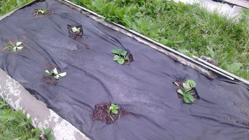 Как выращивать клубнику под черным укрывным материалом?