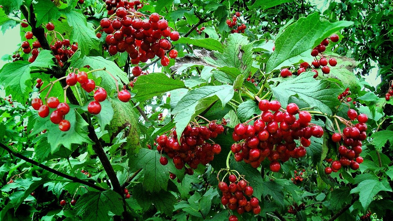 Калина красная