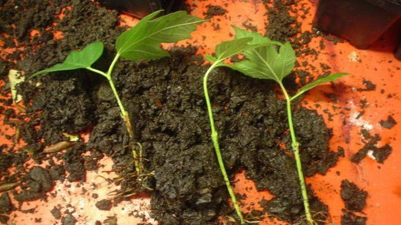 Черенки калины обыкновенной