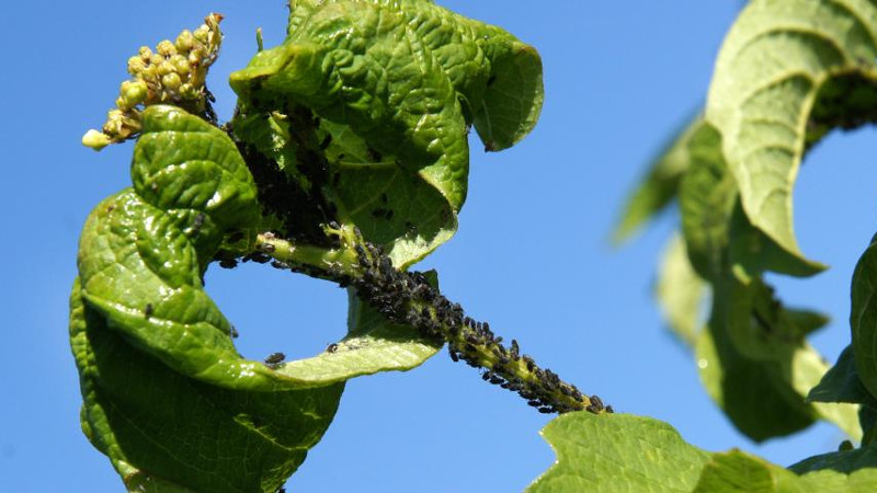 Тля на ветках « width=»800