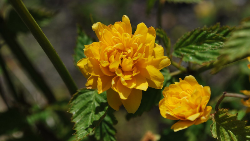 Пленифлора