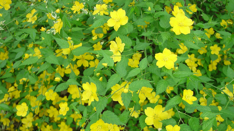 Желтый кустарник