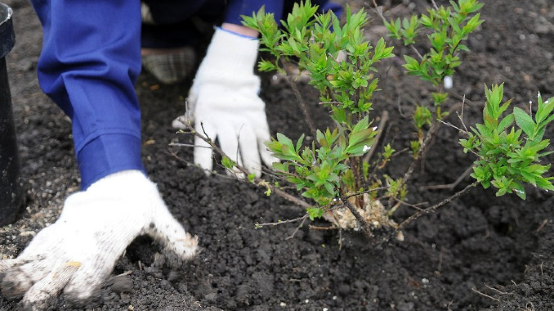 Посадка кустарника