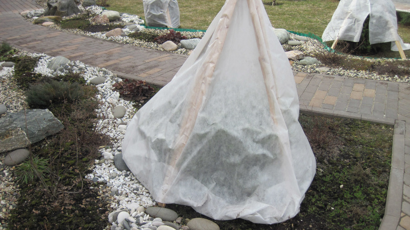 Укрытие кустарников на зиму