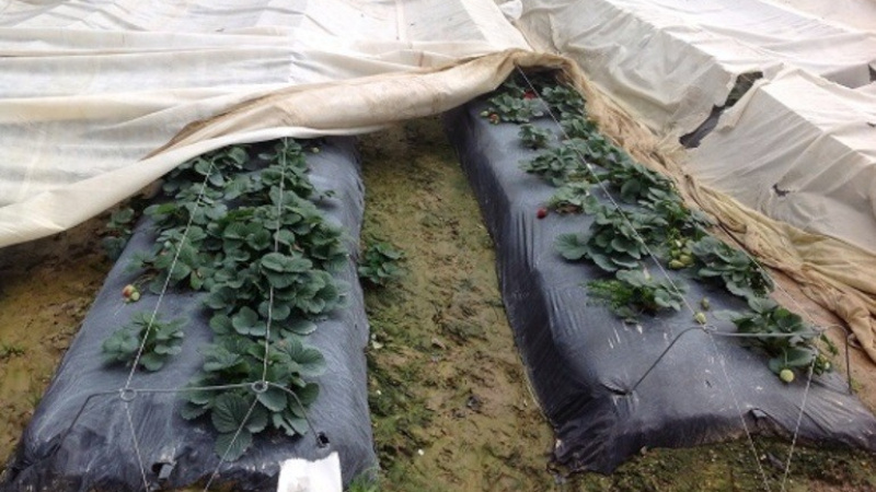 Укрытие клубники на зиму